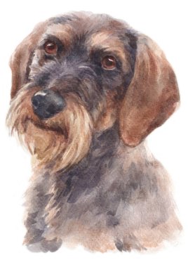 Dachshund 'un sulu boya resmi