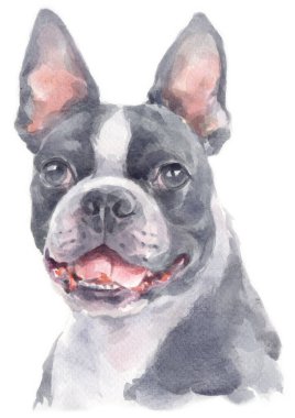 Boston Terrier 'in sulu boya resmi