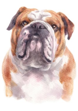 Bulldog 'un sulu boya resmi