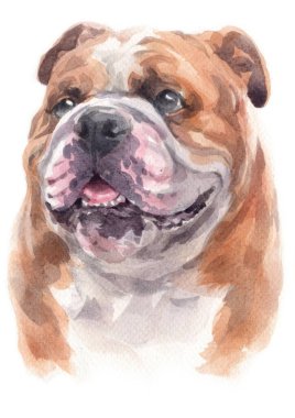 Bulldog 'un sulu boya resmi