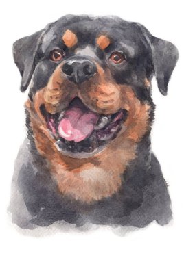 Rottweiler köpeğinin sulu boya resmi