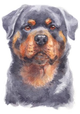 Rottweiler köpeğinin sulu boya resmi
