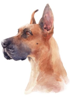 Büyük Danua 'nın sulu boya resmi