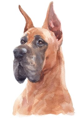 Büyük Danua 'nın sulu boya resmi