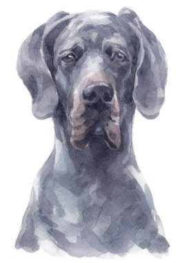 Büyük Danua 'nın sulu boya resmi