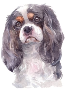 Şövalye Kral Charles Spaniel 'in sulu boya tablosu
