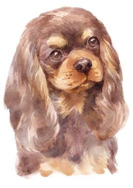 Şövalye Kral Charles Spaniel 'in sulu boya tablosu