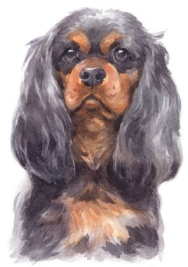 Şövalye Kral Charles Spaniel 'in sulu boya tablosu