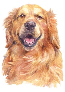 Golden Retriever 'ın sulu boya tablosu