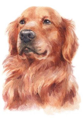 Golden Retriever 'ın sulu boya tablosu