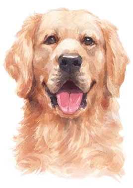 Golden Retriever 'ın sulu boya tablosu