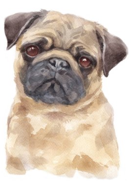 Pug 'un sulu boya resmi