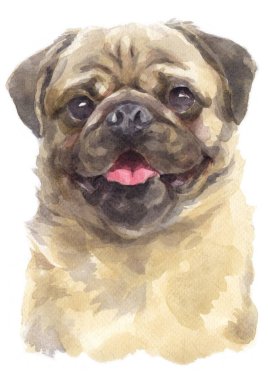 Pug 'un sulu boya resmi