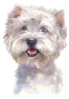 Batı İskoçya 'nın beyaz teriyerinin sulu boyası