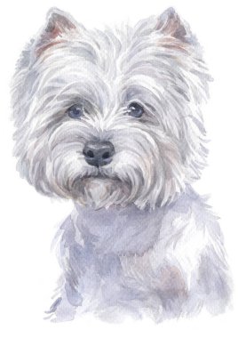 Batı İskoçya 'nın beyaz teriyerinin sulu boyası