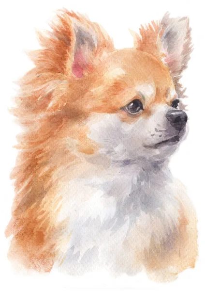 Pittura Acquerello Chihuahua — Foto Stock