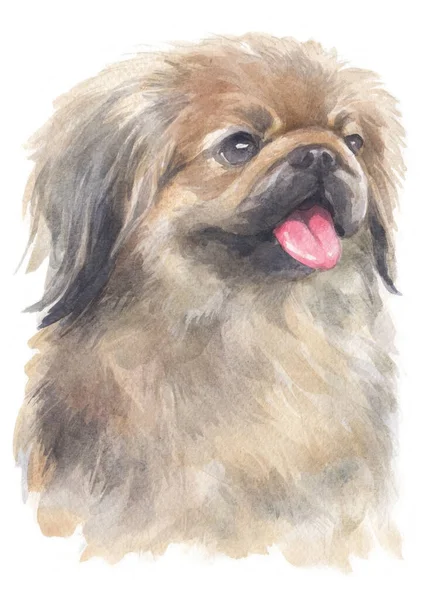 Υδατογραφία Της Pekingese — Φωτογραφία Αρχείου