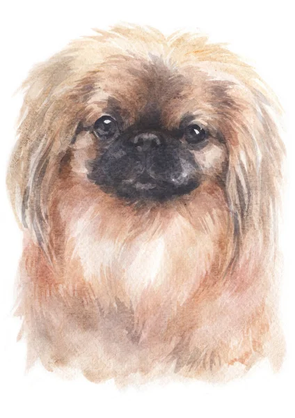 Aquarelverf Van Pekingese — Stockfoto