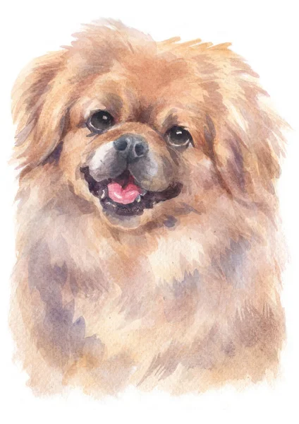 Aquarellmalerei Von Pekingese — Stockfoto