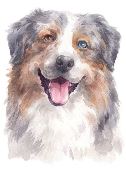 Water Colour Painting Australian Shepherd — Stock Photo, Image