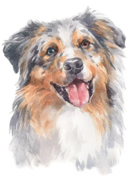 Aquarell Von Australian Shepherd — Stockfoto