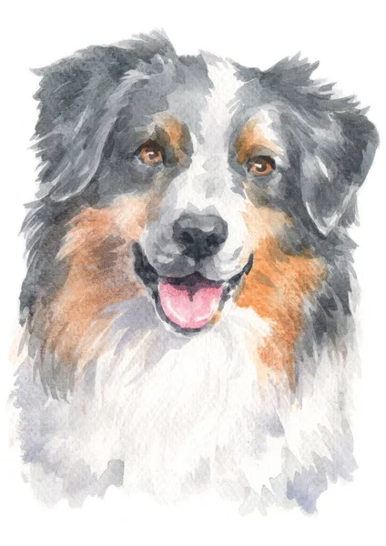 Aquarell Von Australian Shepherd — Stockfoto