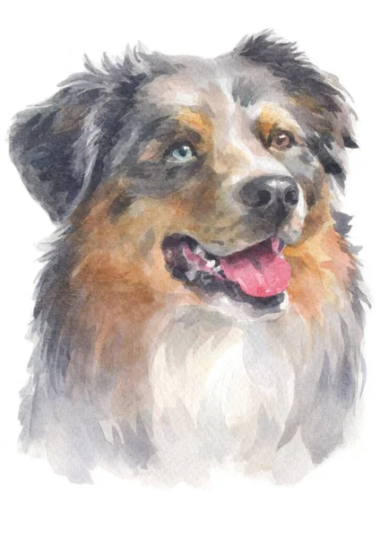 Aquarell Von Australian Shepherd — Stockfoto