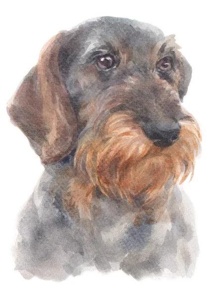 Water Colour Painting Dachshund — Stock Photo, Image