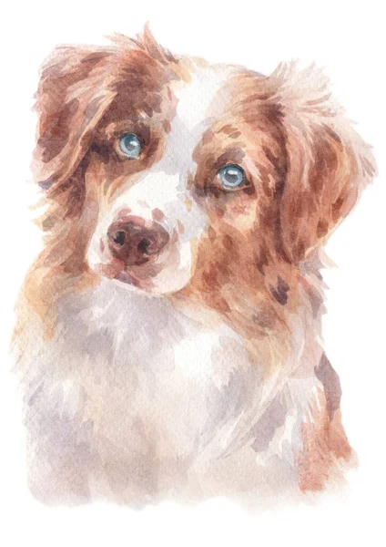 Aquarell Von Australian Shepherd — Stockfoto