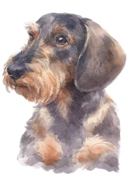 Water Colour Painting Dachshund — Stock Photo, Image