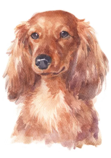 Dachshund的水彩画 — 图库照片