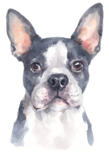 Pintura Acuarela Boston Terrier — Foto de Stock