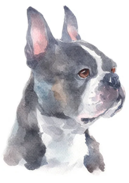 Pintura Cores Boston Terrier — Fotografia de Stock