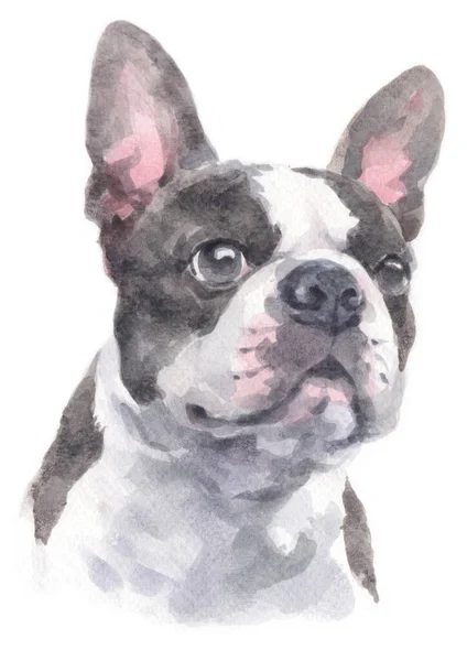 Pintura Cores Boston Terrier — Fotografia de Stock