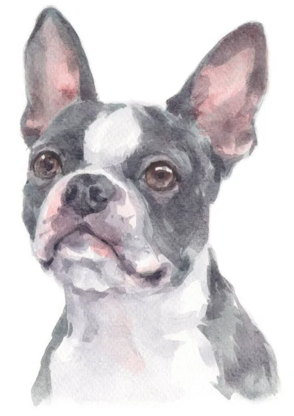 Bostoni Terrier Akvarell Festése — Stock Fotó