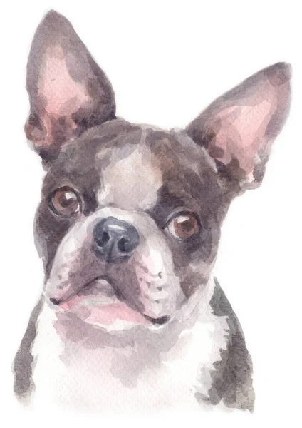 Water Colour Painting Boston Terrier — Stock Photo, Image