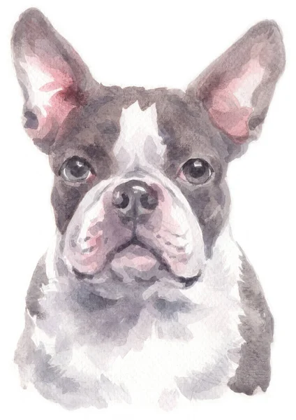 Water Colour Painting Boston Terrier — Stock Photo, Image