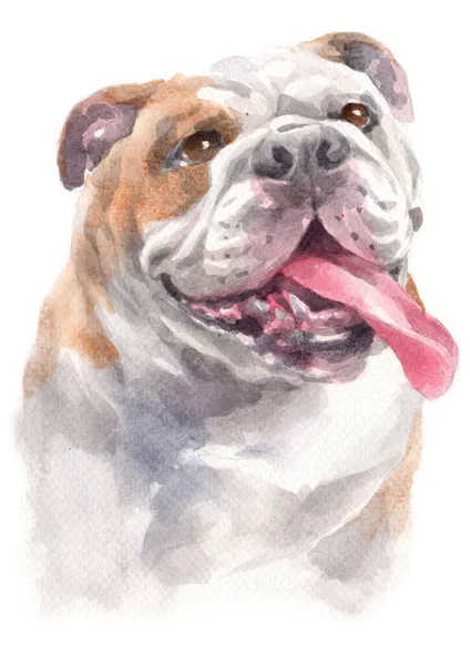 Pintura Acuarela Bulldog — Foto de Stock