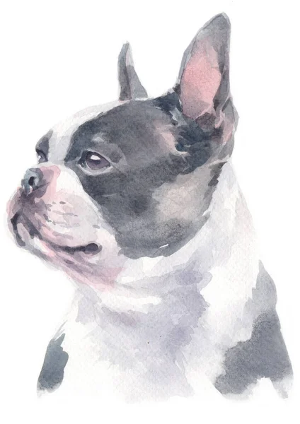 Υδατογραφία Του Boston Terrier — Φωτογραφία Αρχείου