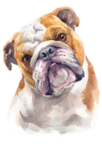 Pittura Acquerello Bulldog — Foto Stock
