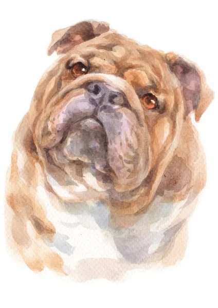 Pittura Acquerello Bulldog — Foto Stock