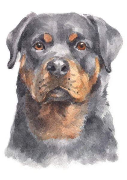 Aquarell Von Rottweiler Hund — Stockfoto