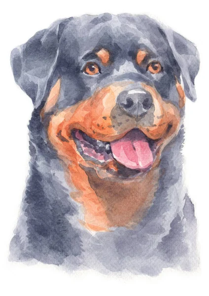 Pittura Acquerello Del Cane Rottweiler — Foto Stock