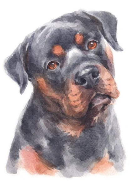 Pittura Acquerello Del Cane Rottweiler — Foto Stock