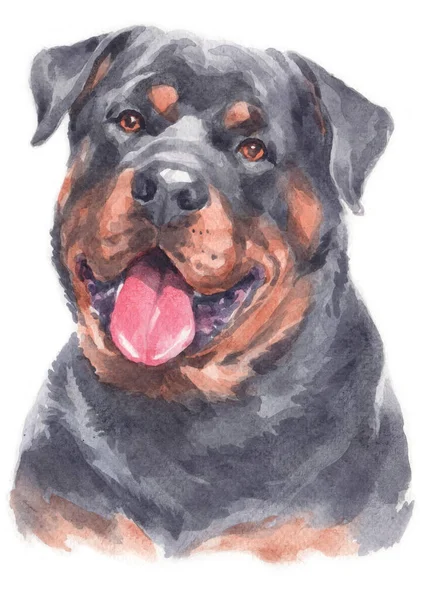 Pintura Acuarela Perro Rottweiler —  Fotos de Stock