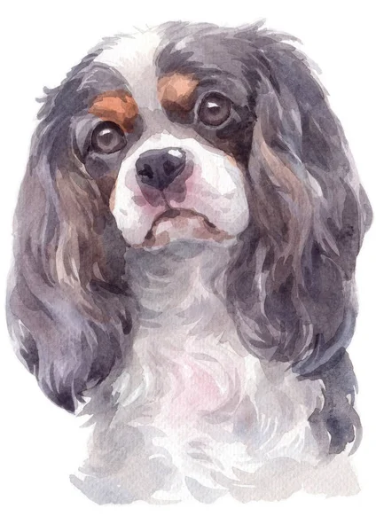 Aquarell Des Kavalierkönigs Charles Spaniel — Stockfoto