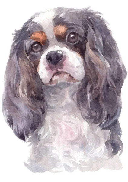 Water colour painting of Cavalier King Charles Spaniel