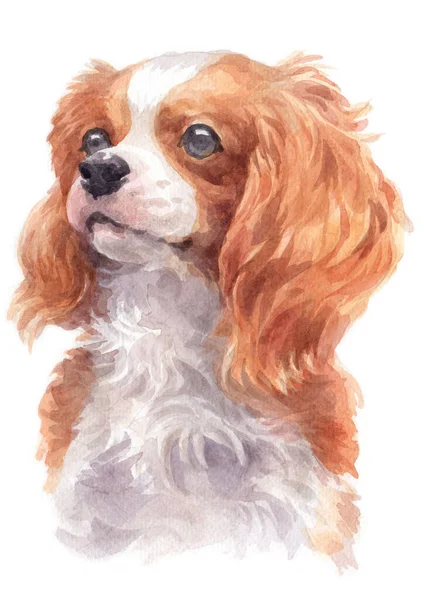 Farba Wodna Cavalier King Charles Spaniel — Zdjęcie stockowe