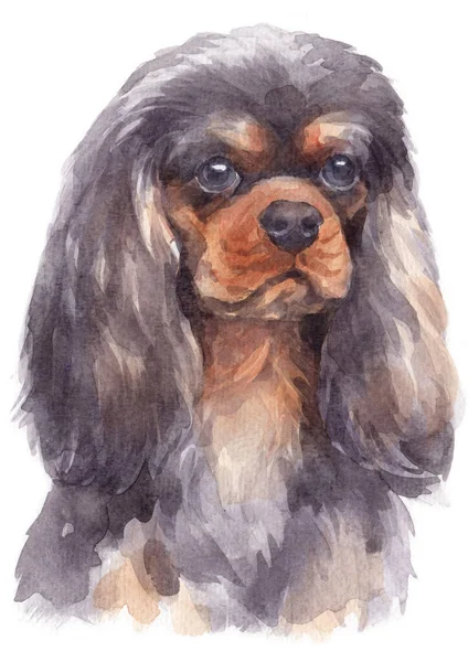 Water Colour Painting Cavalier King Charles Spaniel — Stock Photo, Image