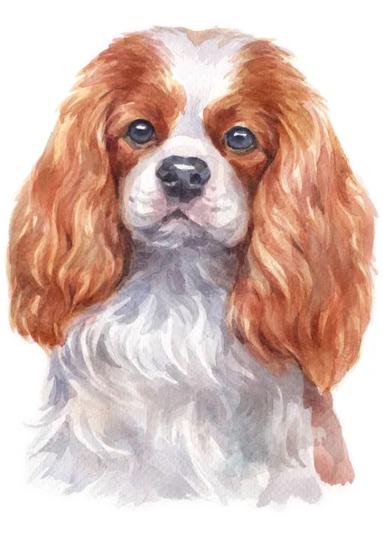 Aquarelverf Van Cavalier King Charles Spaniel — Stockfoto